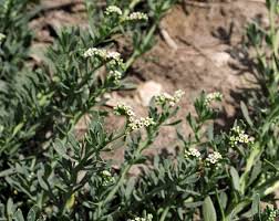 Image result for Heliotropium lineare