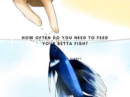 Betta fish tank setup (water & temperature). How Often Do You Need To Feed Your Betta Fish