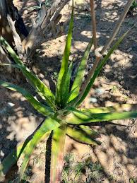 Image result for Aloe bicomitum