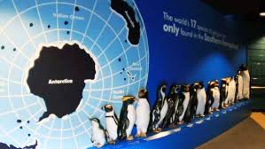 Penguin, sgt.byr, turn into spyro's friend . Measuring Heights Penguins Stem Activity Provocation For Years 3 6