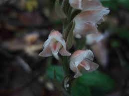 Image result for Hetaeria heterosepala