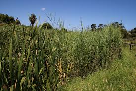 Image result for Echinochloa pyramidalis