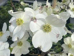 Image result for Cornus