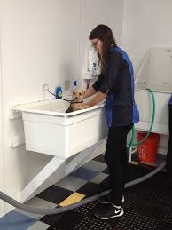 Haley Giving Gigi A Nice Warm Bath Thepuppycut Syracusedoggrooming Dog Grooming Dog Grooming Tubs Dog Grooming Shop