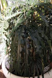 Image result for Plerandra