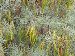 Image result for Cassia thyrsoidea