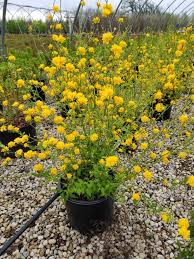 It can be grown in sun or part shade, but does best in full sun. Plentiflora Japanese Kerria Wilson Nurseries