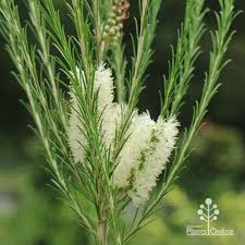 Image result for Melaleuca sp. A (Biegel 5741)