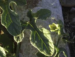 Image result for Cucumis ficifolius