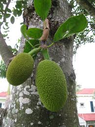 I've have been challenged by justin rhodes with abundant permaculture to post a vlog every day for 30 days. Name That Plant Answer Jackfruit Edison And Ford Winter Estates