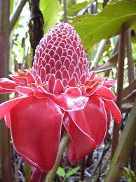 Image result for Etlingera