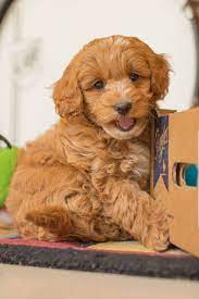 This Is A Cavoodle Puppy His Mum Is A Cavapoo Cavalier King Charles Cross Miniature Poodle And His Dad Is A Toy Poodle Dogs And Kids Cute Puppies Puppies