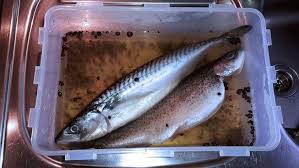 Fische Rauchern Im Tischraucherofen Fisch Rauchern Leckere Abendessen Rezepte Rauchern