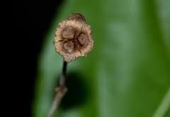 Image result for Lasiodiscus pervillei