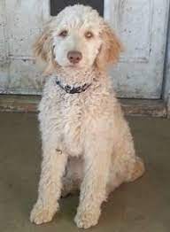 If you are interested in becoming a part of the someday doodle family, please fill out our puppy application! F2b Golden Doodle Puppies For Sale In San Francisco California Classified Americanlisted Com