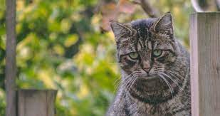 Why should i have to pick up cat poo from my flowers? How To Keep Cats Out Of Your Yard Lawnstarter