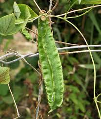 Image result for Psophocarpus scandens