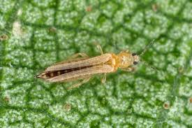 Image result for thrips damage on cucumber