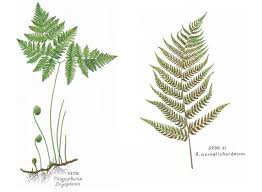 We did not find results for: Fougeres 4 Jardins De France