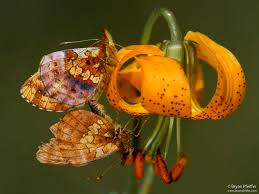 Image result for Blotiella currorii