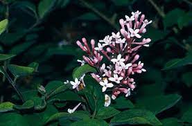 Syringa Pubescens Subsp Microphylla Superba Syringa Flowering Shrubs Flower Garden