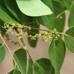 Image result for Phyllanthus muellerianus