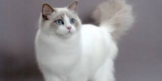 Bagi para pecinta binatang, melihat tingkah lucu dan menggemaskan dari para kucing kesayangan mereka dipercaya dapat meningkatkan mood si pemiliknya. Mengenal Jenis Jenis Kucing Dan Harganya Cocok Untuk Dipelihara Merdeka Com
