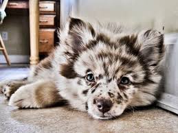Pomeranian Australian Shepard Mix Omg I Need One Cute Animals Puppies Animals