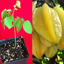 Image result for Averrhoa carambola