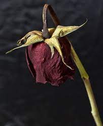 Dead Rose By Electricsixx On Deviantart Dying Flowers Flowers Photography Wilted Flowers