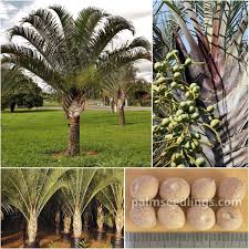 Image result for Dypsis decaryi