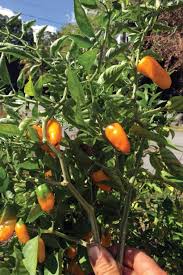 And have a similar shape and appearance to sweet banana peppers, so if you're growing both, . Gotta Plant Peppers Here S The Plan Edible South Florida