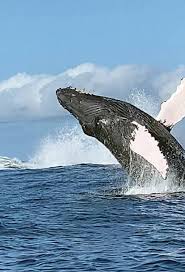 This is considered to be an easter egg in just cause 2. A Whale Of A Time Video Of Humpbacks Breaching Goes Viral Global West Hawaii Today