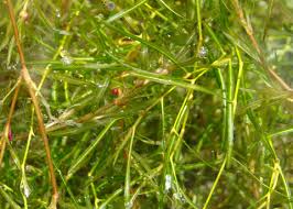 Image result for Potamogeton