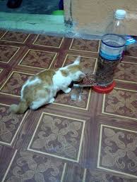 Anda perlu menyesuaikan makanan kucing yang hendak diberikan berdasarkan usia, karakteristik atau ras, gaya hidup, dan kondisi yang sedang dialami. 6 Diy Kreatif Untuk Si Bulus Kesayangan Super Kreatif Lagi Jimat Wajib Cuba Keluarga