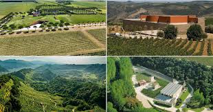 Culture e paesaggi del vino. Il senso della terra e la voce dell ...