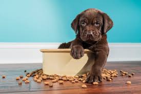 Maybe you would like to learn more about one of these? National Pet Day 2021 30 Cute Dog Photos To Make You Smile