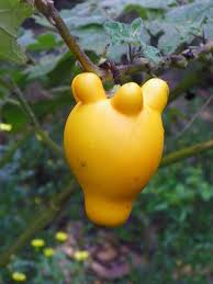 Image result for Solanum mammosum