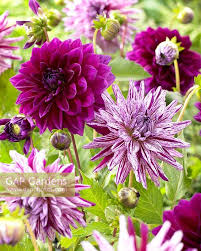 Dahlias are a wonderful addition to the summer garden. Dahlia Blackberry Ri Stock Photo By Visions Image 0983382