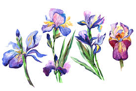 Iris flower watercolor floral watercolor set rose iris flower beautiful peony flowers isolated flower watercolor watercolor set flowers flowers watercolors red irises iris botanical illustration peony aquarelle. Irises Png Watercolor Flowers Set By Mystocks Thehungryjpeg Com