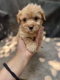 Two Adorables. Bakersfield. 💙💜