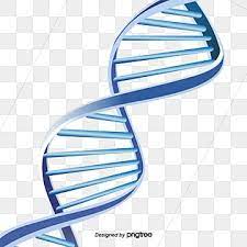 Dna Double Helix Structure Dna Double Helix Structure Png And Vector With Transparent Background For Free Download Double Helix Helix Dna