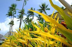 Not i, purred the sleepy cat. Bula Burger Review Of Beach Bar Grill Yanuca Island Fiji Tripadvisor