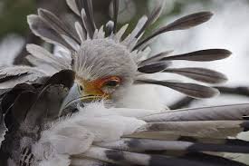 Birds Of A Feather 2019 Characters The Secretary Bird Is So Gorgeous It Could Easily Become A Character In A Pixar Movie In 2020 Birds