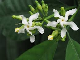 Image result for Voacanga