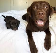 An average healthy weight is generally 75 pounds, but they can range between 50 and 90 pounds depending on gender and parentage. Schokoladen Labradors Schokoladen Labradors Puppies Cute Little Animals Cute Baby Animals