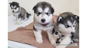 These fluffy, energetic alaskan malamute puppies are ready for their furever home with an active family. Alaskan Malamute Puppies For Sale Cebuclassifieds