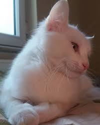 Kedi Cat Cats Istanbul Catsofinstagram Kopek Catstagram Pet Instacat Britishshorthair Kedi Cat Cats Ist Cats Cats Of Instagram British Shorthair