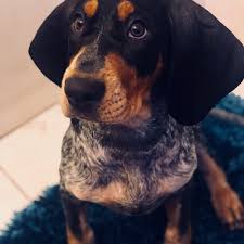 Information, pictures, temperment, personality, training tips, breed comparisons, puppies, community, bluetick coonhound adoption and rescue. Adopt A Bluetick Coonhound Puppy Near New York Ny Get Your Pet