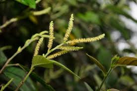 Image result for Antidesma